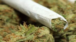 Marijuana10